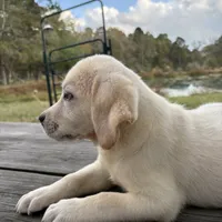 Mac, a male Labrador Retriever for sale in Lovelady, TX – Photo 1 of 7