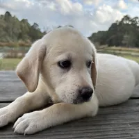 Mac, a male Labrador Retriever for sale in Lovelady, TX – Photo 7 of 7
