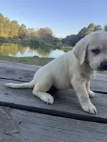 Ann, a female Labrador Retriever for sale in Lovelady, TX – 2 of 10