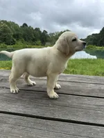 Captain , a male Labrador Retriever for sale in Lovelady, TX – 2 of 6