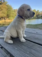 Mae, a female Labrador Retriever for sale in Lovelady, TX – 1 of 7