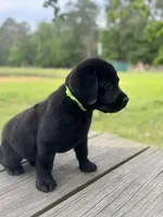 Zach, a male Labrador Retriever for sale in Lovelady, TX – Photo 4 of 5