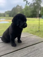 Zach, a male Labrador Retriever for sale in Lovelady, TX – Photo 2 of 5
