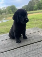 Zach, a male Labrador Retriever for sale in Lovelady, TX – Photo 3 of 5