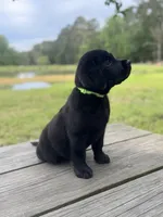 Zach, a male Labrador Retriever for sale in Lovelady, TX – Photo 5 of 5