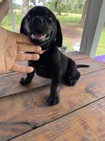Milly, a female Labrador Retriever for sale in Lovelady, TX – 3 of 6
