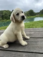 Captain , a male Labrador Retriever for sale in Lovelady, TX – 5 of 6