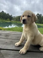 Chloé , a female Labrador Retriever for sale in Lovelady, TX – 4 of 4