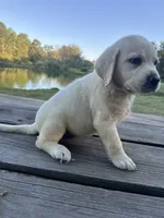Ann, a female Labrador Retriever for sale in Lovelady, TX – 4 of 10