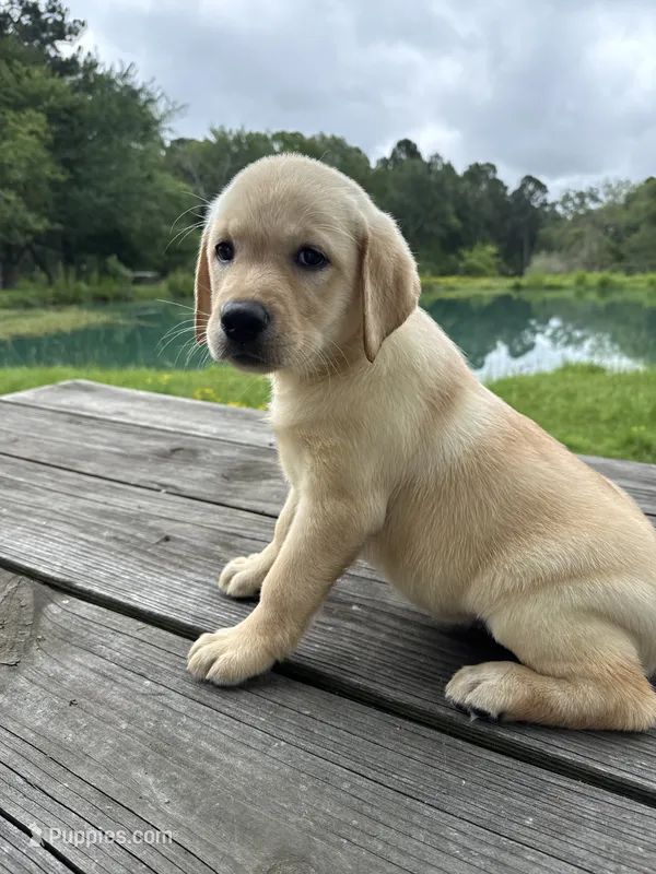 Chloé  – Labrador Retriever puppy for sale in Lovelady, TX