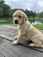 Chloé , a female Labrador Retriever for sale in Lovelady, TX – 1 of 4