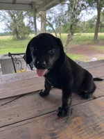 Milly, a female Labrador Retriever for sale in Lovelady, TX – 2 of 6