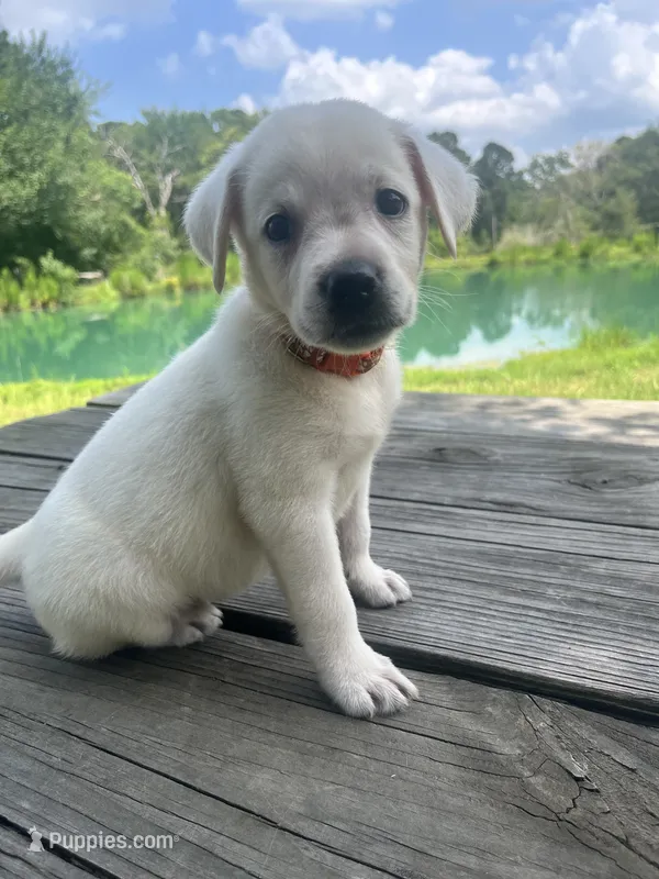 Sally  – Labrador Retriever puppy for sale in Lovelady, TX