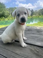 Sally , a female Labrador Retriever for sale in Lovelady, TX – 1 of 7