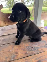 Sam , a male Labrador Retriever for sale in Lovelady, TX – 3 of 6
