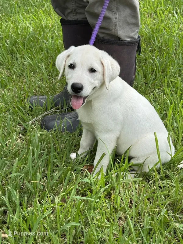 Dolly – Labrador Retriever puppy for sale in Lovelady, TX