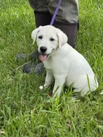 Dolly, a female Labrador Retriever for sale in Lovelady, TX – 1 of 5