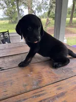 Milly, a female Labrador Retriever for sale in Lovelady, TX – 5 of 6
