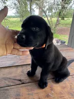 Sam , a male Labrador Retriever for sale in Lovelady, TX – 2 of 6