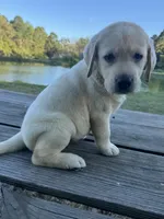 Mae, a female Labrador Retriever for sale in Lovelady, TX – 7 of 7
