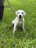 Dolly, a female Labrador Retriever for sale in Lovelady, TX – 3 of 5