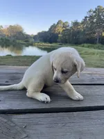 Ann, a female Labrador Retriever for sale in Lovelady, TX – 3 of 10