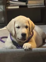 Nick, a male Labrador Retriever for sale in Lovelady, TX – 3 of 6