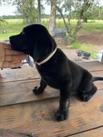 Milly, a female Labrador Retriever for sale in Lovelady, TX – 4 of 6