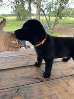 Sam , a male Labrador Retriever for sale in Lovelady, TX – 4 of 6