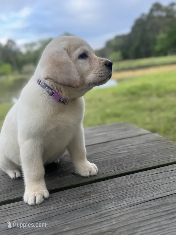 Zeke – Labrador Retriever puppy for sale in Lovelady, TX