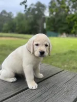 Zeke, a male Labrador Retriever for sale in Lovelady, TX – 2 of 7