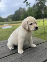Zeke, a male Labrador Retriever for sale in Lovelady, TX – 7 of 7