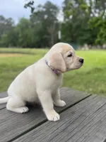 Zeke, a male Labrador Retriever for sale in Lovelady, TX – 4 of 7