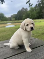 Zeke, a male Labrador Retriever for sale in Lovelady, TX – 3 of 7