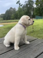 Zeke, a male Labrador Retriever for sale in Lovelady, TX – 5 of 7