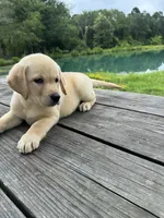 Chloé , a female Labrador Retriever for sale in Lovelady, TX – 2 of 4