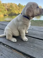 Mae, a female Labrador Retriever for sale in Lovelady, TX – 6 of 7