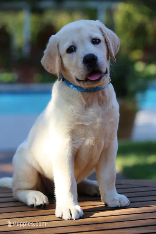Doc – Labrador Retriever puppy for sale in Lovelady, TX