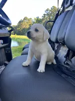 Champ, a male Labrador Retriever for sale in Lovelady, TX – 3 of 4