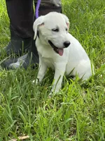 Dolly, a female Labrador Retriever for sale in Lovelady, TX – 5 of 5