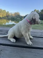 Ann, a female Labrador Retriever for sale in Lovelady, TX – 10 of 10