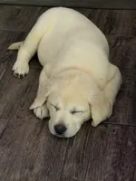Doc, a male Labrador Retriever for sale in Lovelady, TX – 2 of 2