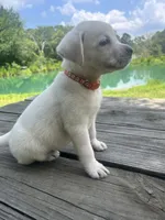 Sally , a female Labrador Retriever for sale in Lovelady, TX – 4 of 7