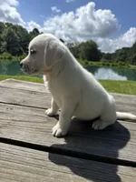 Champ, a male Labrador Retriever for sale in Lovelady, TX – 2 of 4