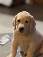 Nick, a male Labrador Retriever for sale in Lovelady, TX – 6 of 6