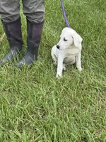 Dolly, a female Labrador Retriever for sale in Lovelady, TX – 2 of 5