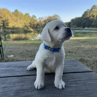 Cooper, a male Labrador Retriever for sale in Lovelady, TX – Photo 5 of 5