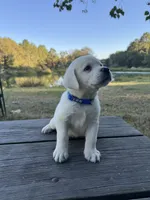 Cooper, a male Labrador Retriever for sale in Lovelady, TX – Photo 5 of 5