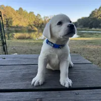Cooper, a male Labrador Retriever for sale in Lovelady, TX – Photo 2 of 5