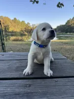 Cooper, a male Labrador Retriever for sale in Lovelady, TX – Photo 2 of 5